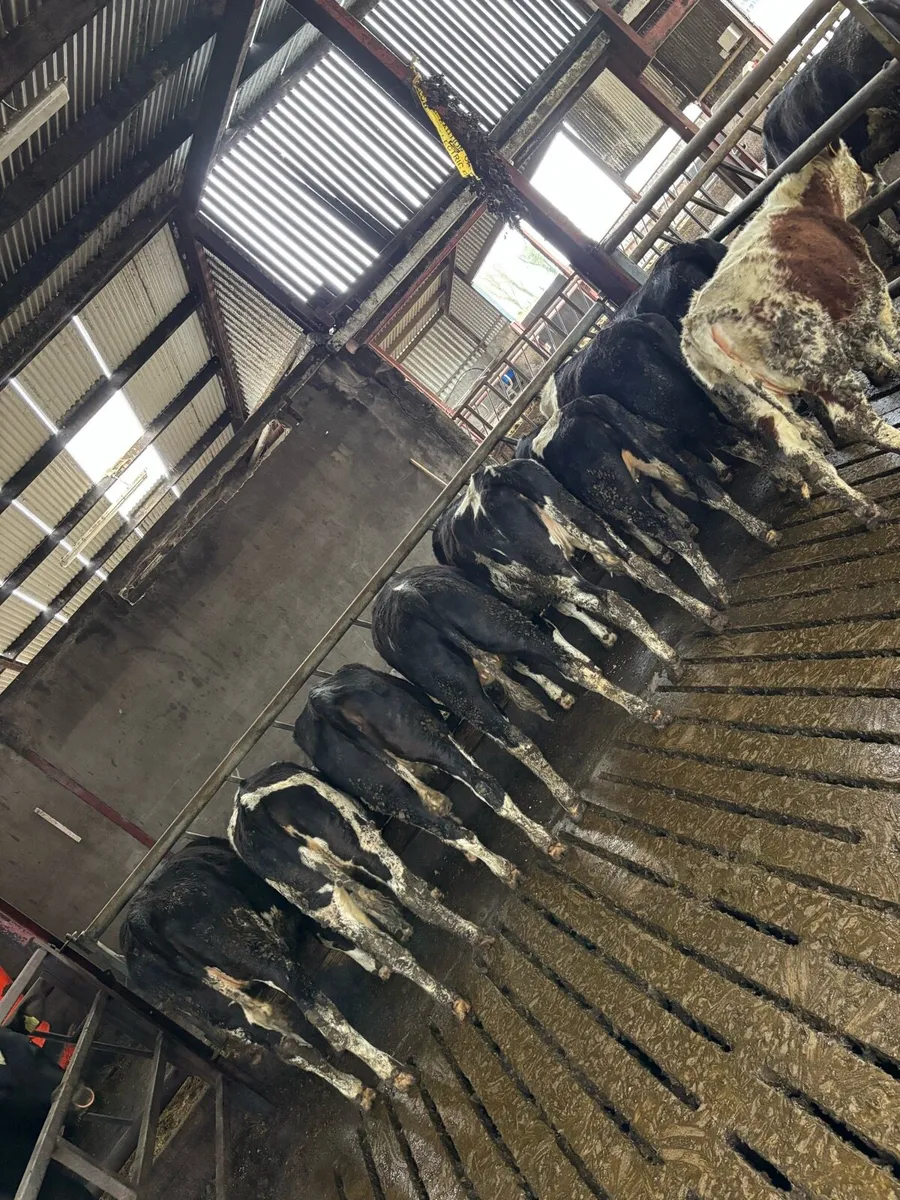 Friesian heifers - Image 2