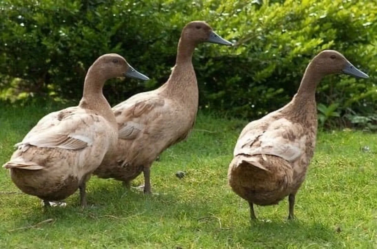 Khaki Campbell Ducks