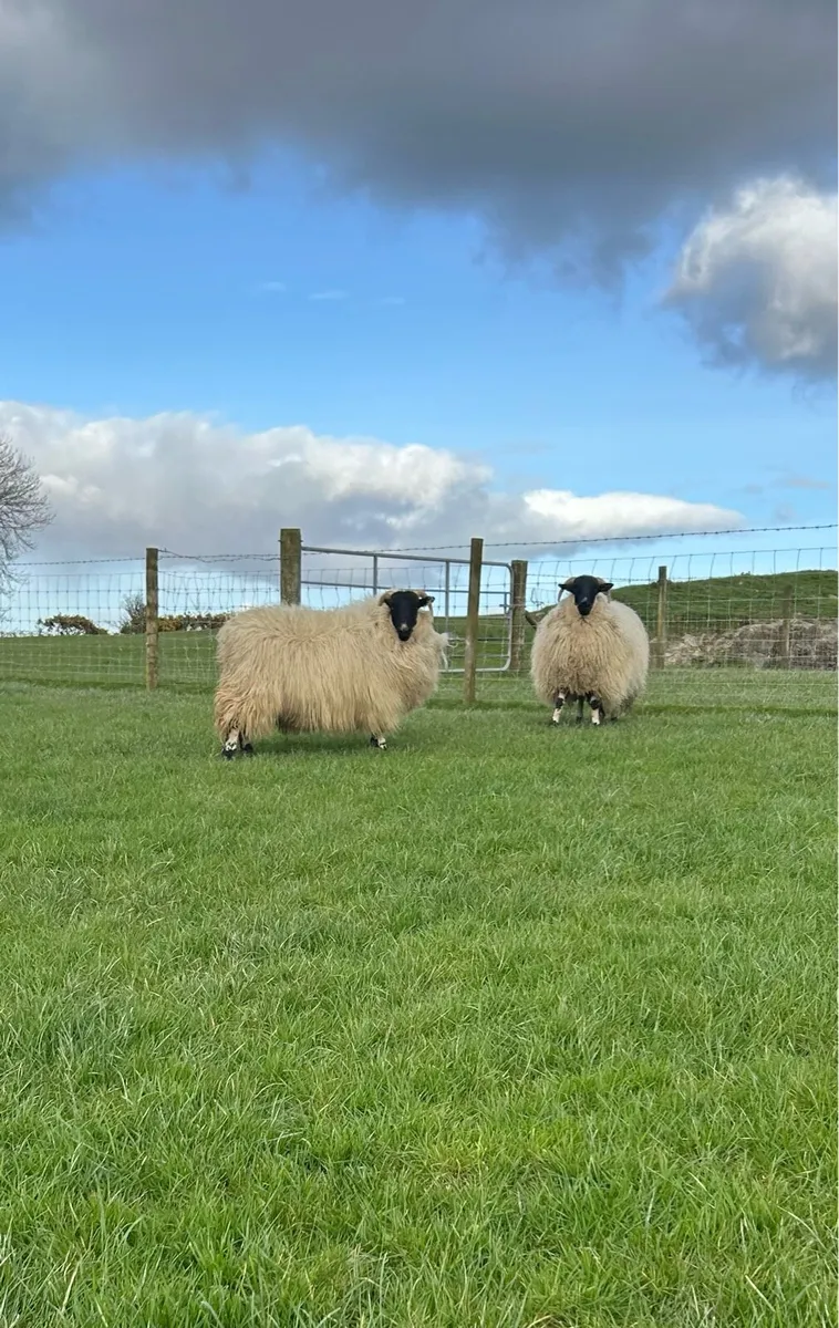 4 scotch dry hoggets - Image 2