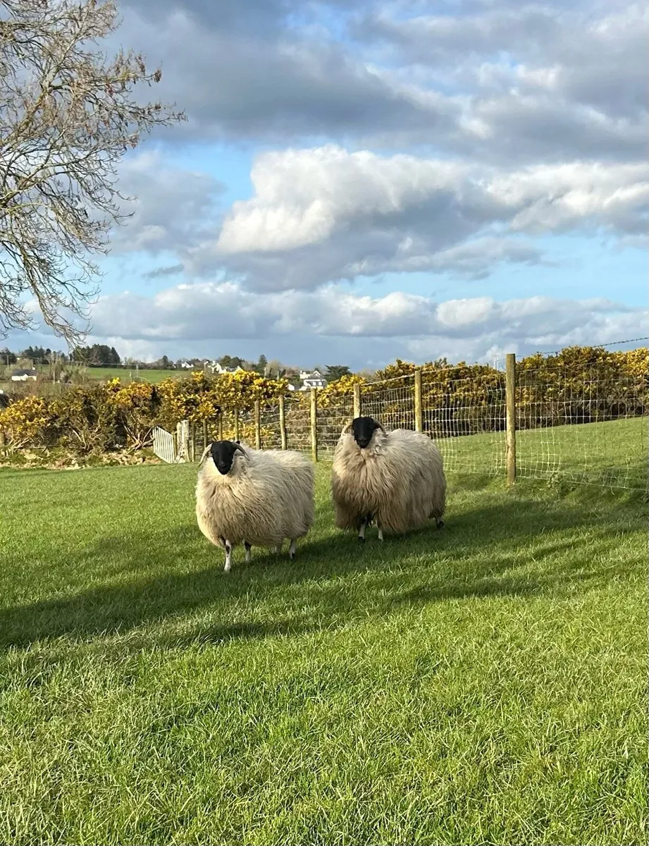 4 scotch dry hoggets - Image 3