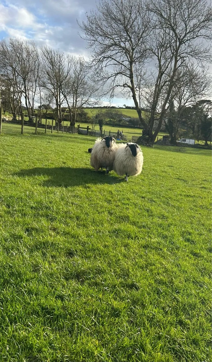 4 scotch dry hoggets - Image 4