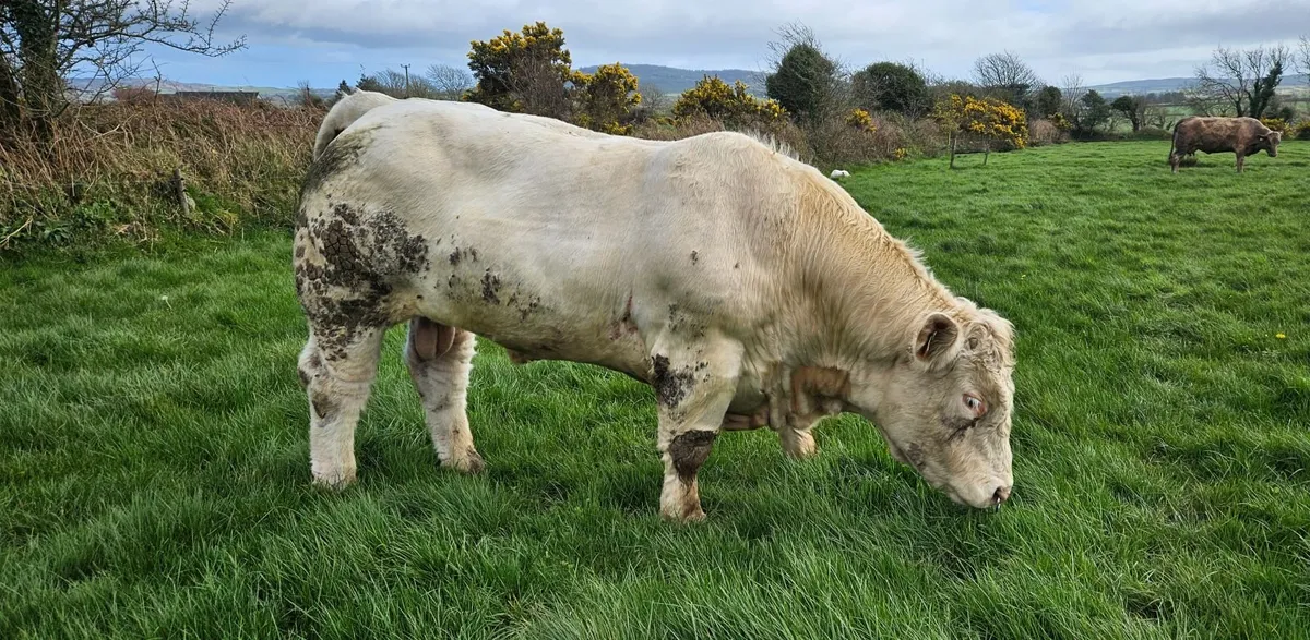 Pedigree Registered Charolais Bull - Image 2