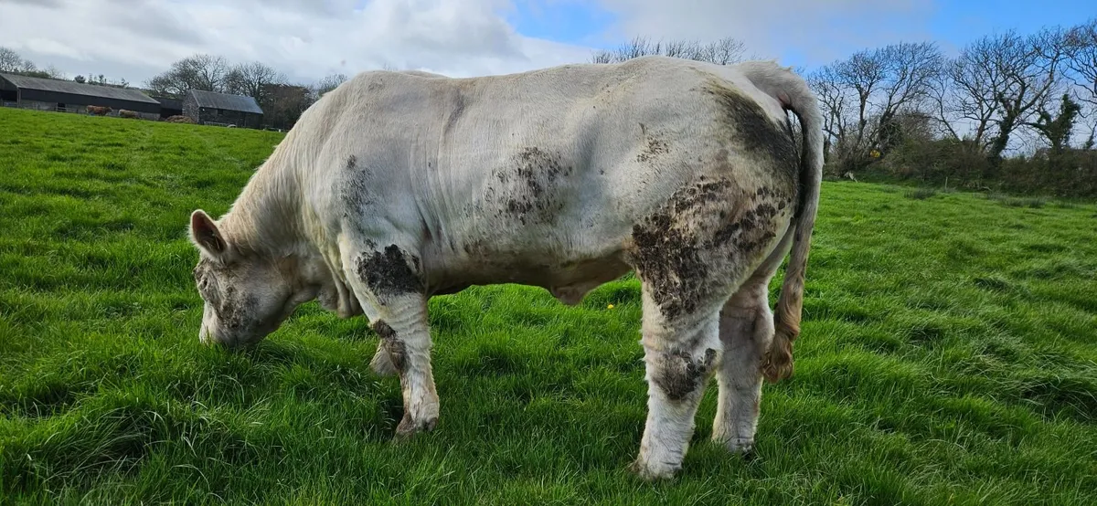 Pedigree Registered Charolais Bull - Image 4
