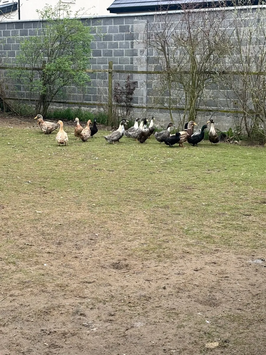 2 pare of cayuga - Image 2