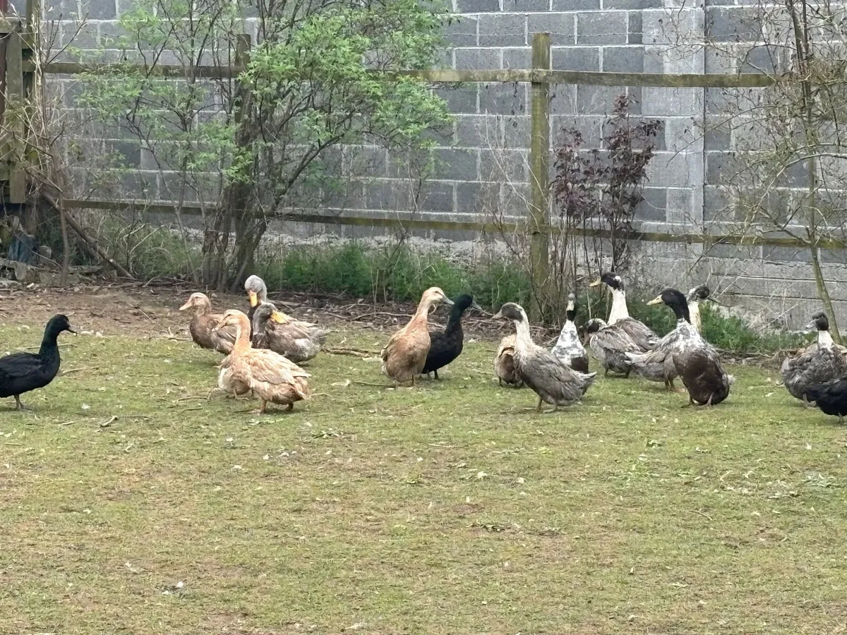 2 pare of cayuga - Image 3