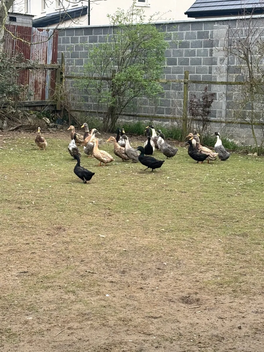 2 pare of cayuga - Image 1