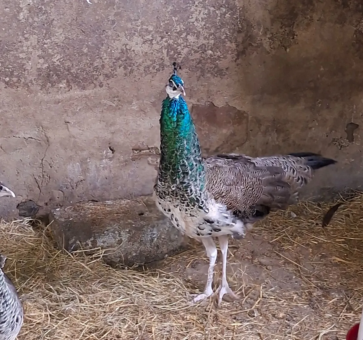 Young Peacock - Image 1