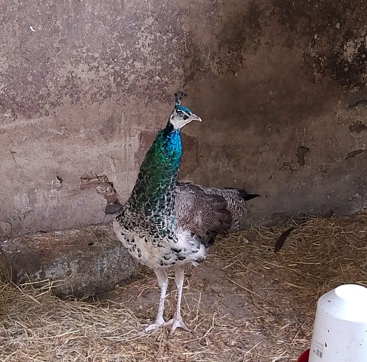 Young Peacock - Image 2
