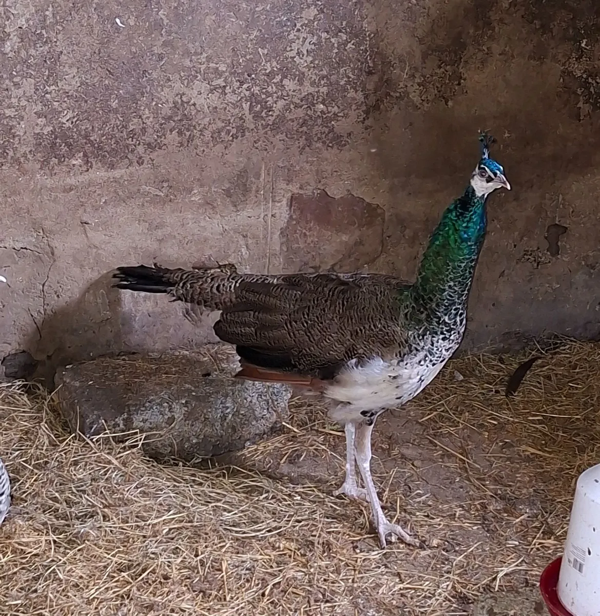 Young Peacock - Image 3