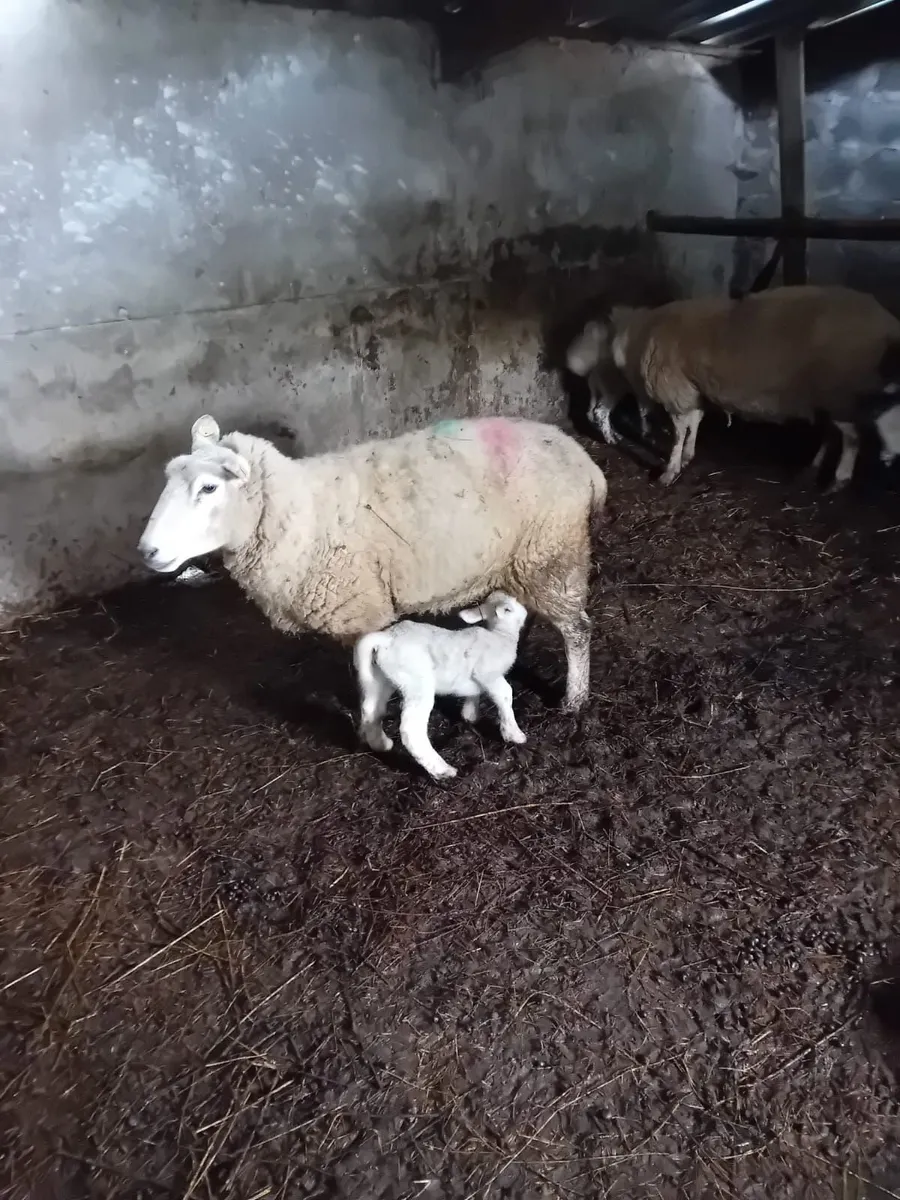 Ewes and lambs