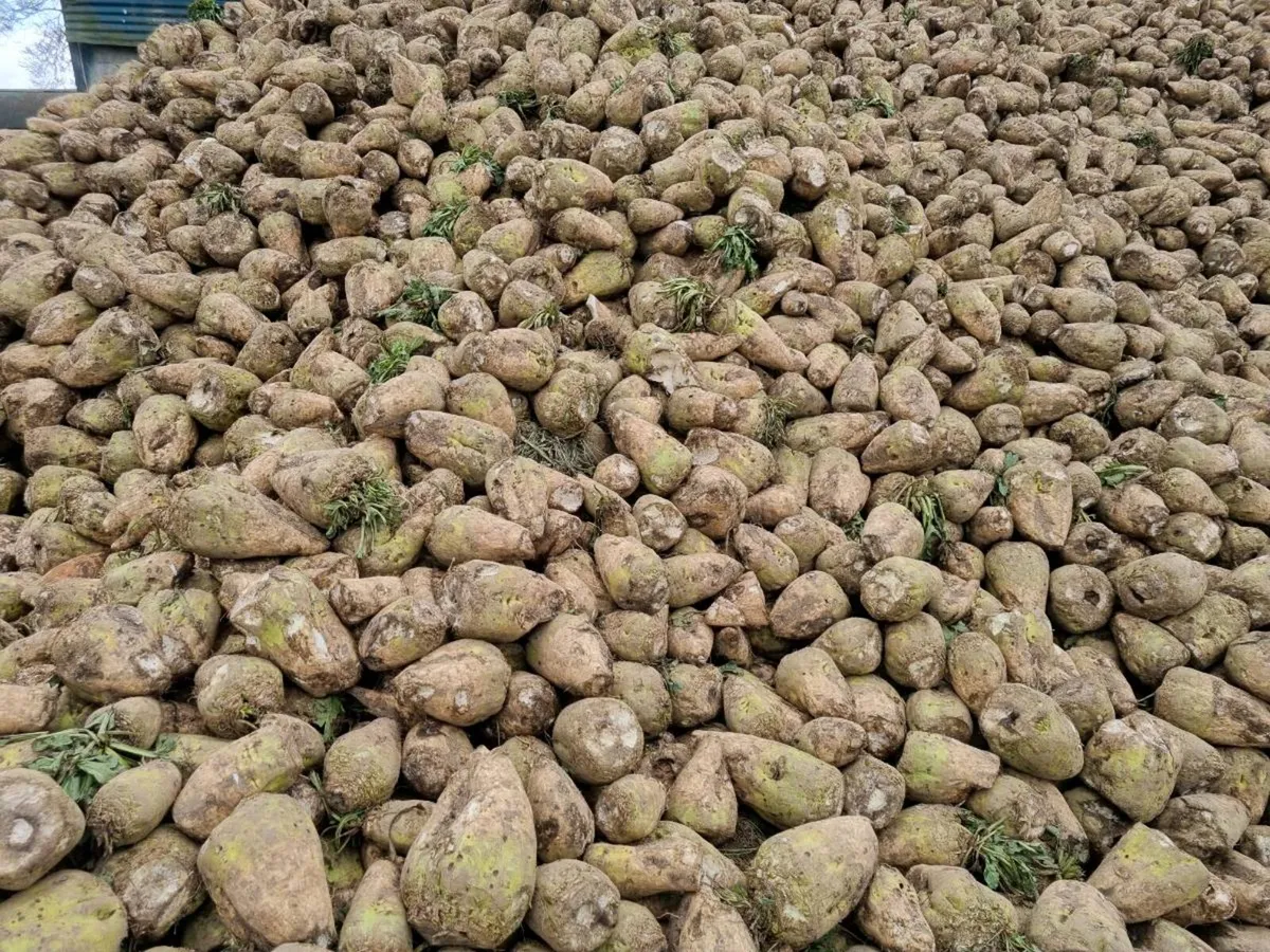 Magnum fodder beat freshly pulled - Image 1