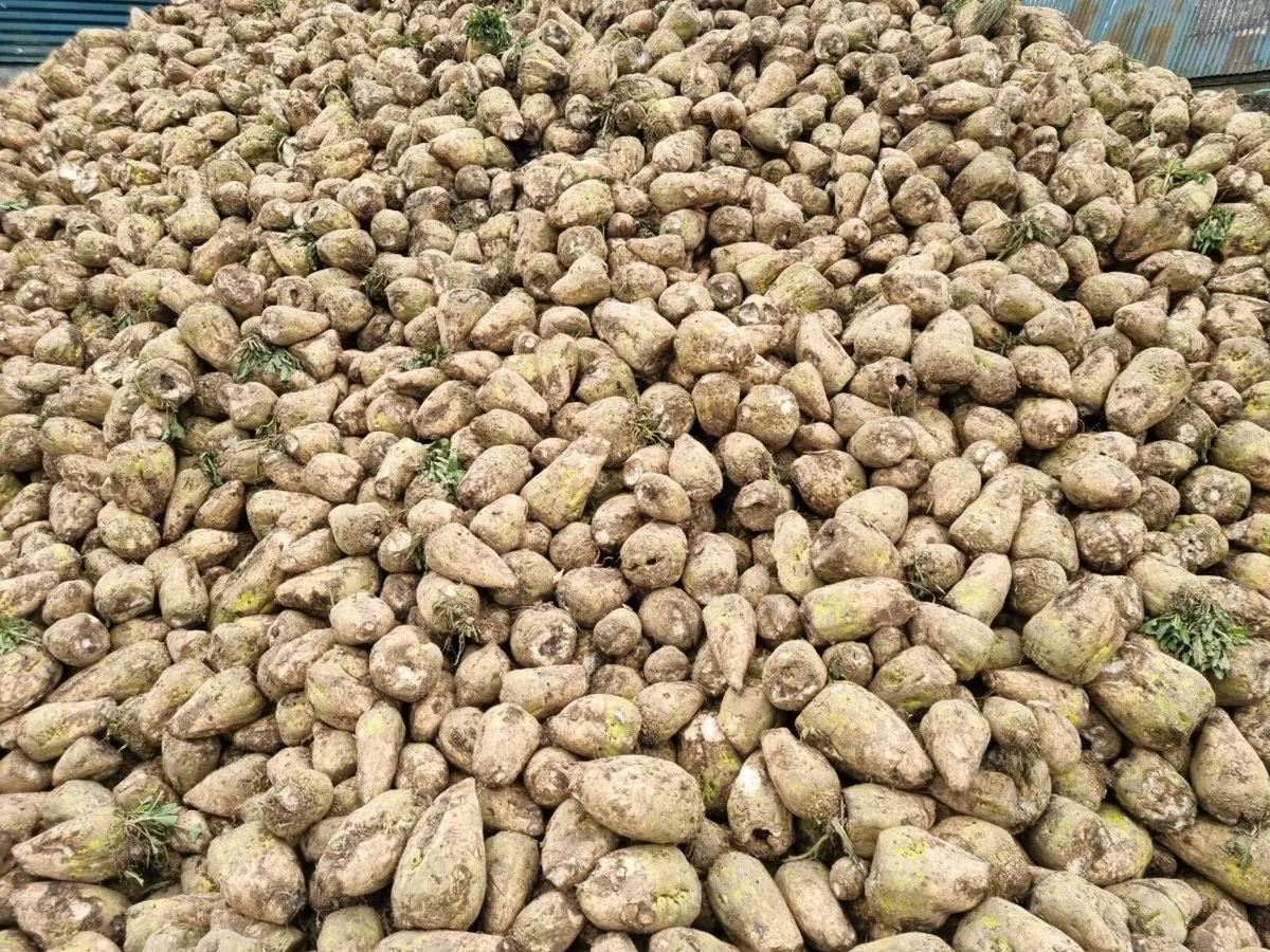 Magnum fodder beat freshly pulled - Image 2