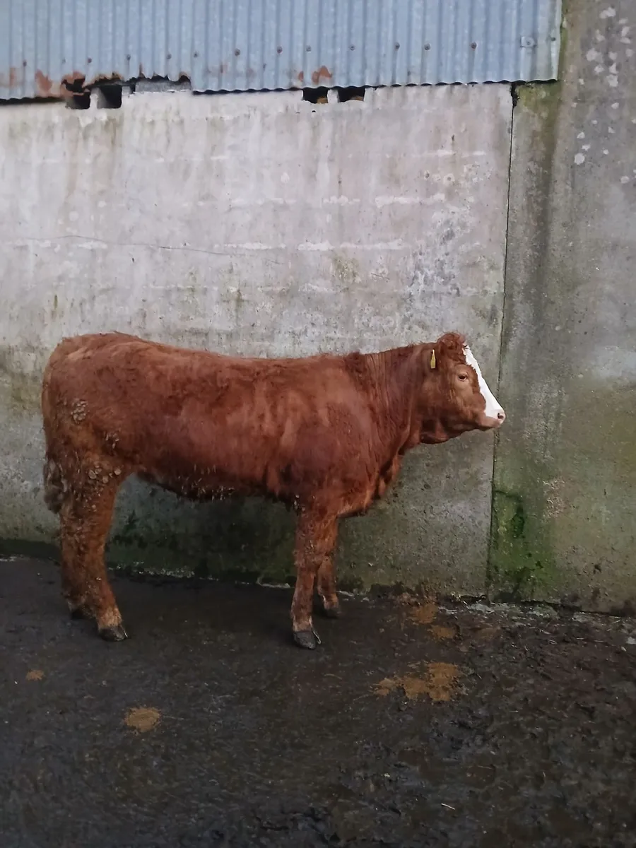 5 🌟 Breeding heifer - Image 2