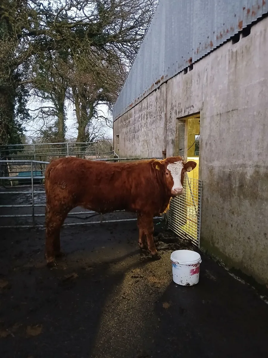 5 🌟 Breeding heifer - Image 1