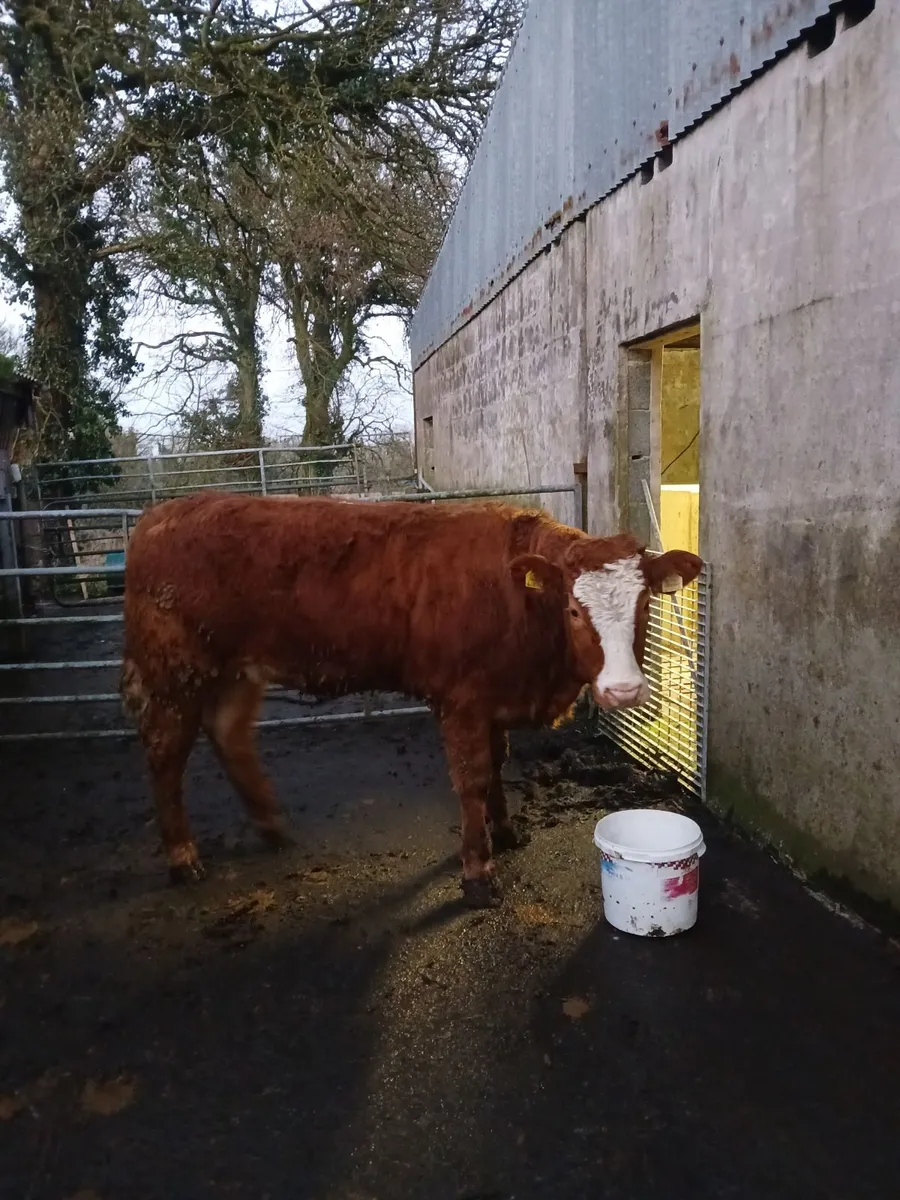 5 🌟 Breeding heifer - Image 3