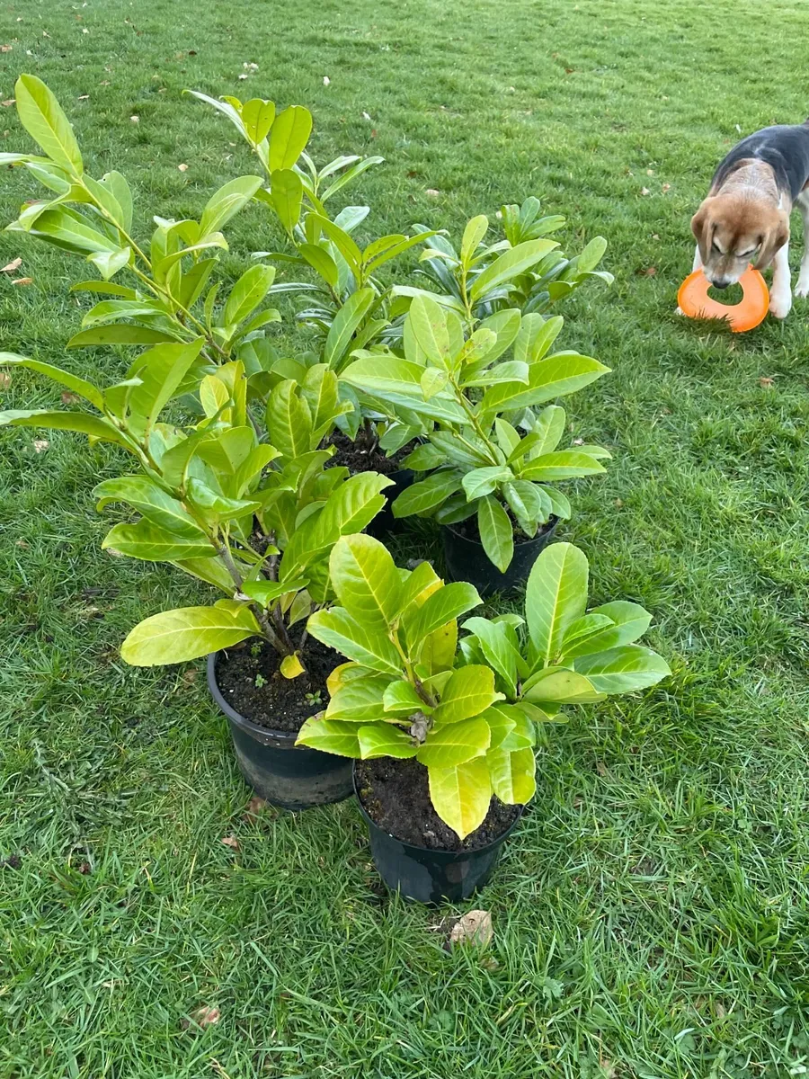 Laurel Hedging Plants - Image 1