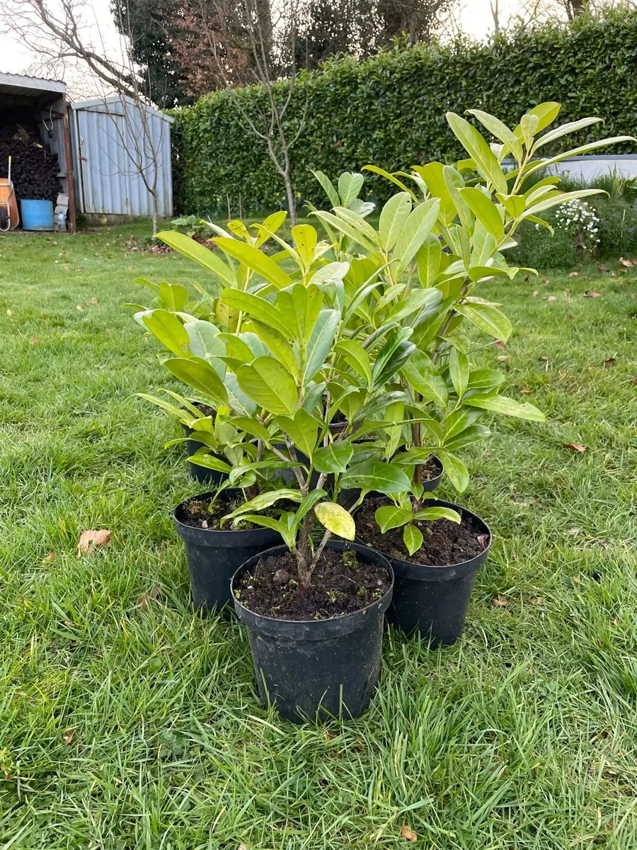 Laurel Hedging Plants - Image 2