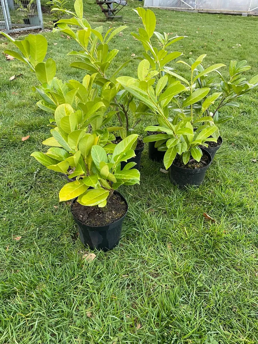 Laurel Hedging Plants - Image 4