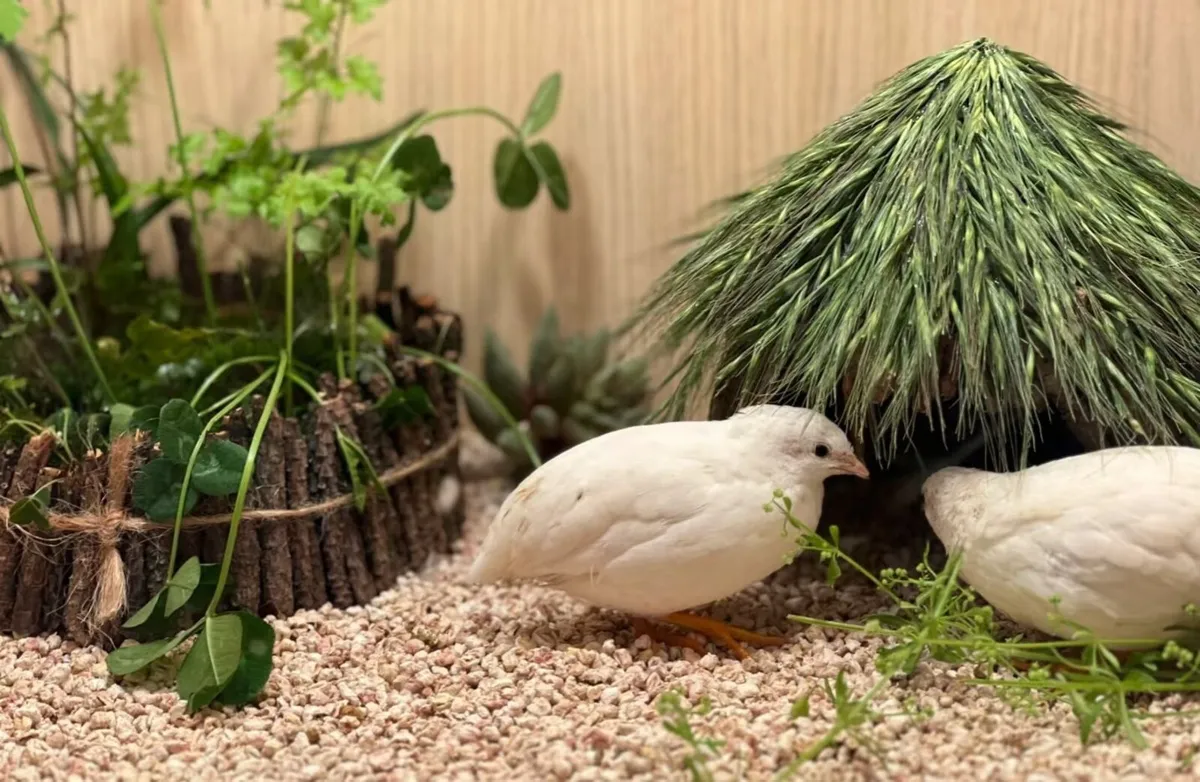 Coturnix Quail - Image 1