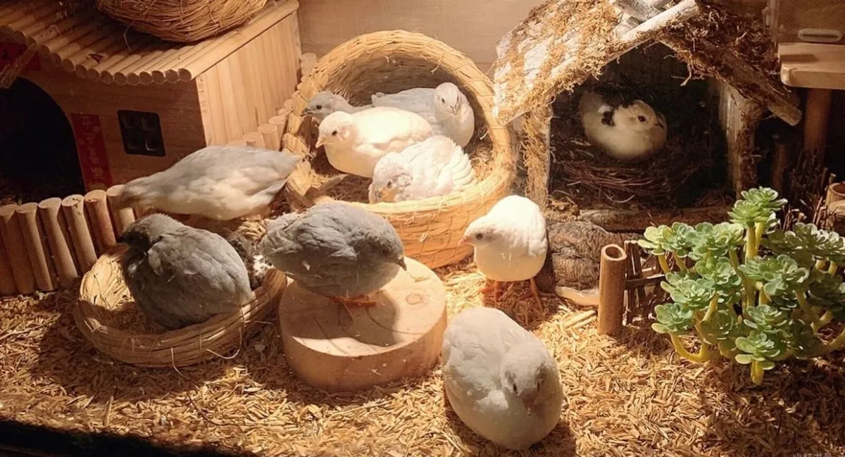 Coturnix Quail - Image 3