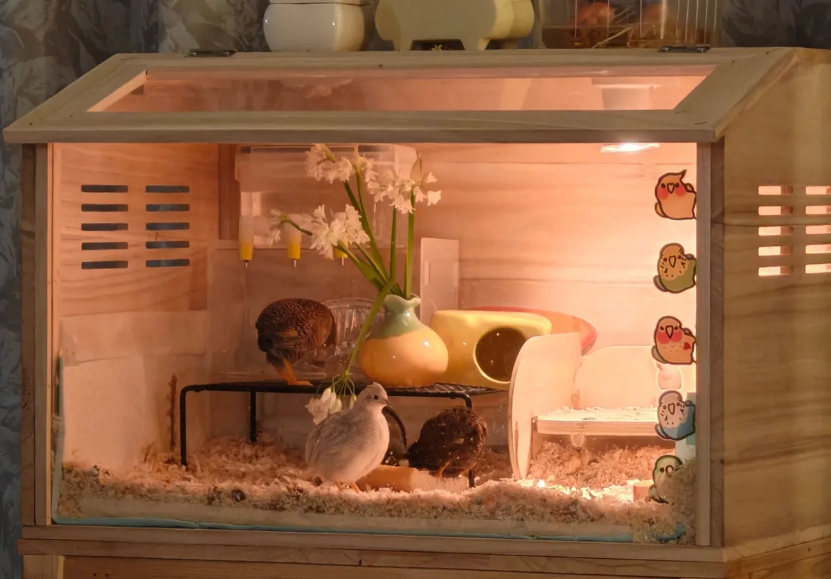 Coturnix Quail - Image 4