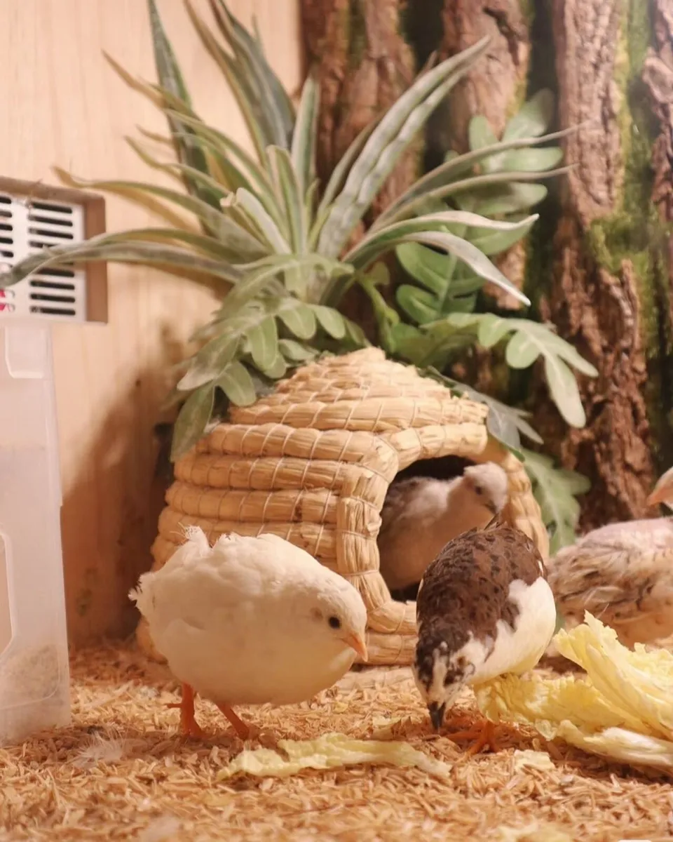 Coturnix Quail-out of stock now - Image 4