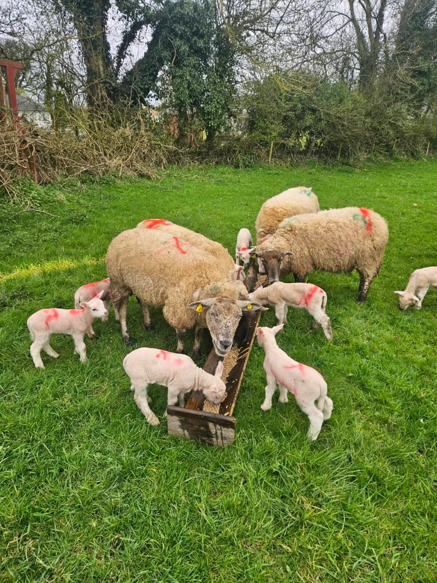 Pet lambs - Image 1