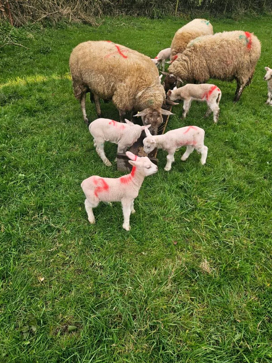 Pet lambs - Image 2