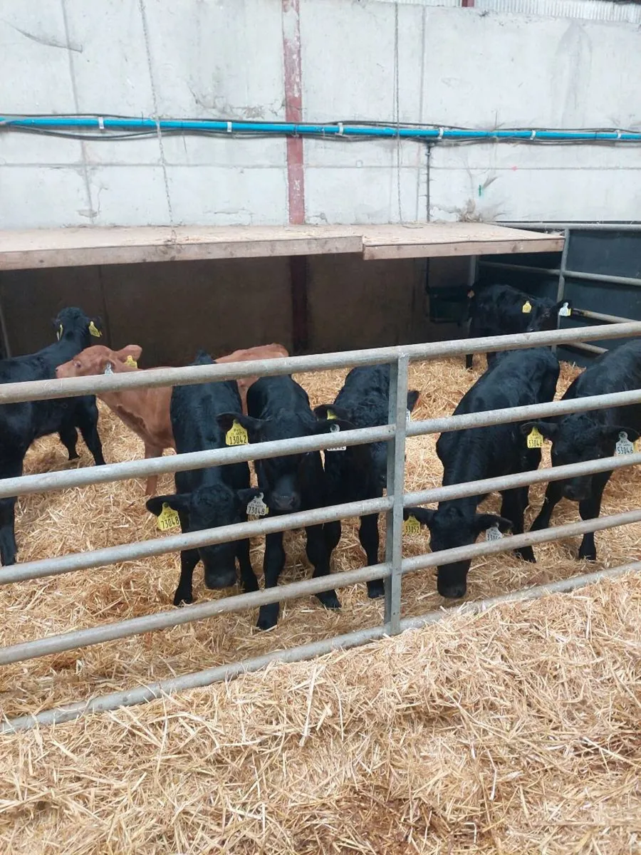 Angus Calves - Image 1