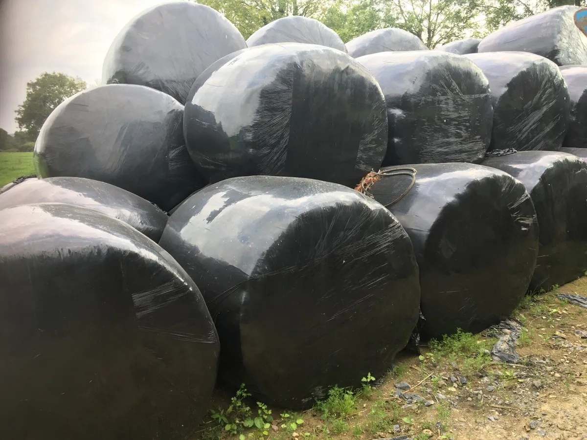 Silage Bales and Pit silage - Image 1