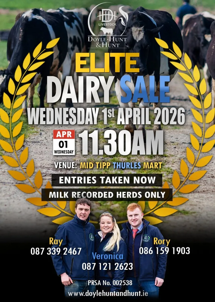 High EBI Dairy cows in milk and in-calf - Image 1