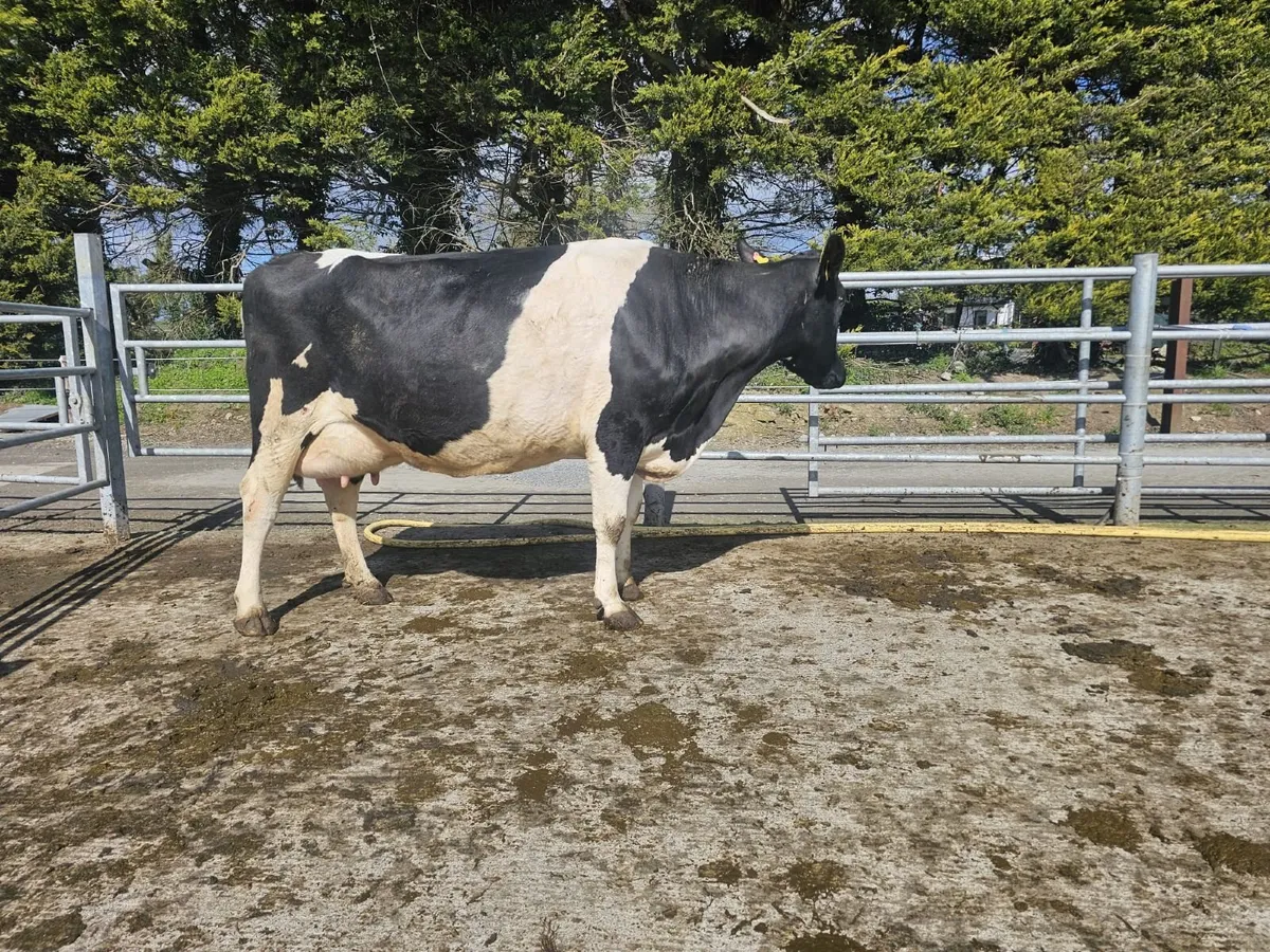 High EBI Dairy cows in milk and in-calf - Image 2