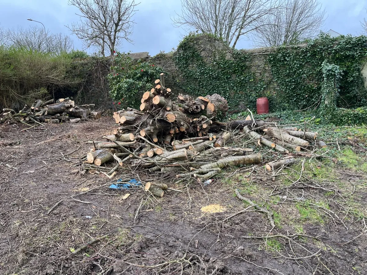 Timber for Firewood - Image 3