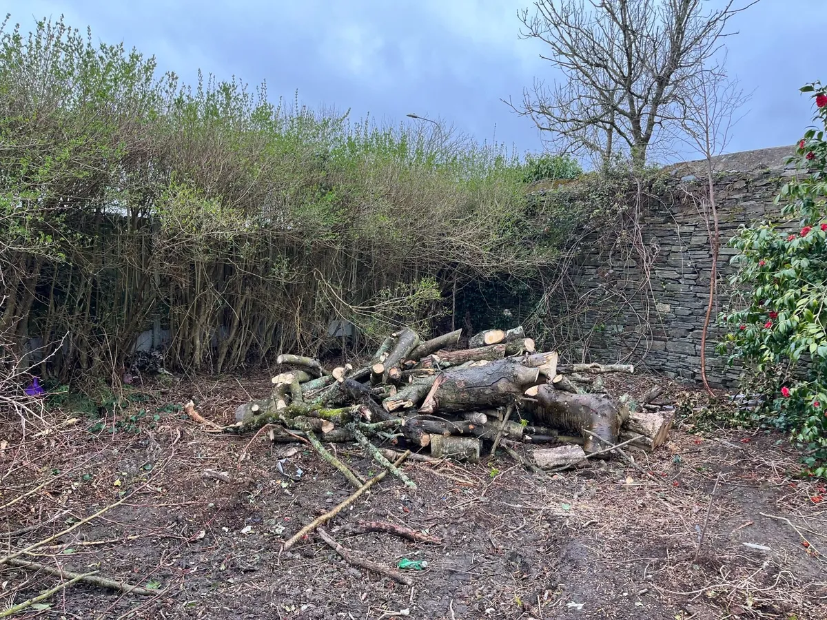 Timber for Firewood - Image 2