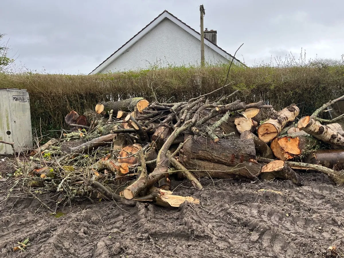 Timber for Firewood - Image 4