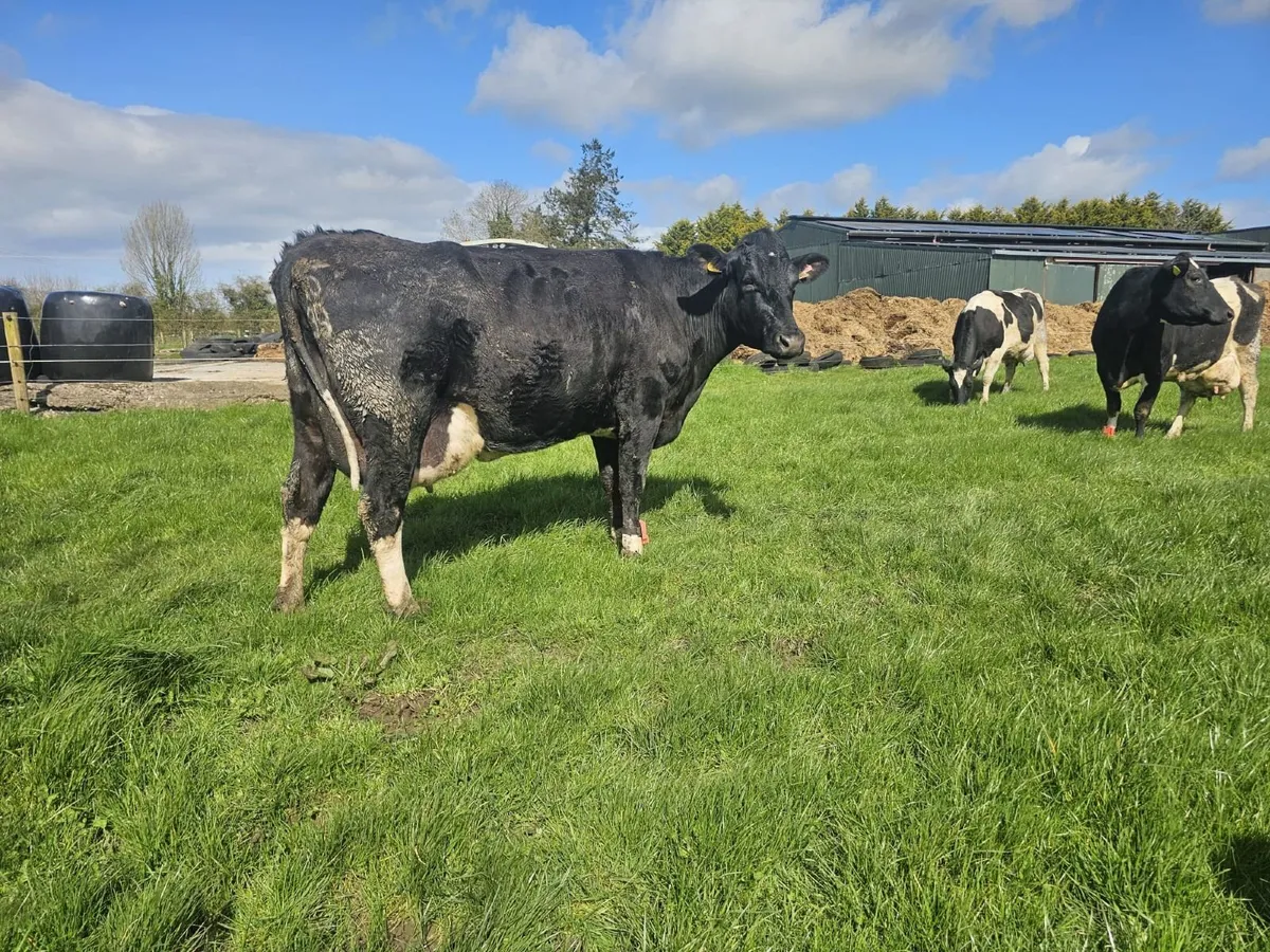 High EBI Dairy Sale - Image 2