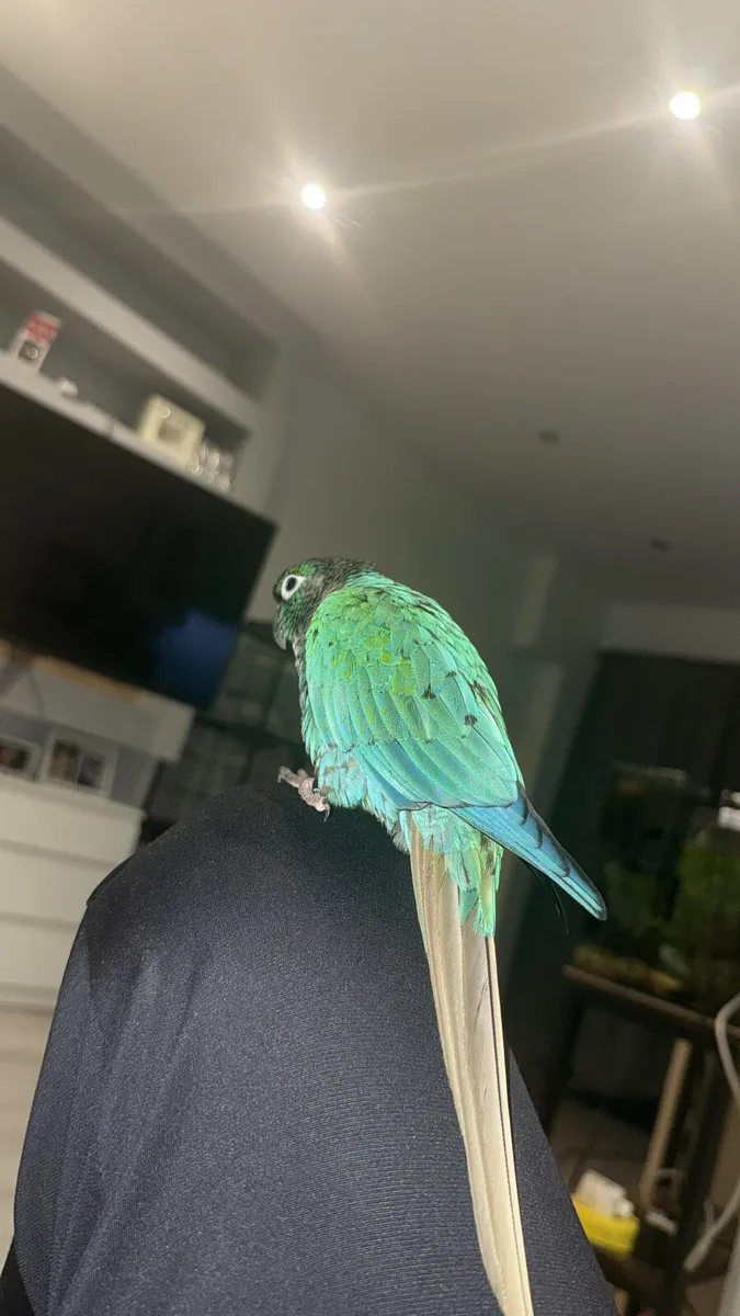 Mutation conure - Image 2