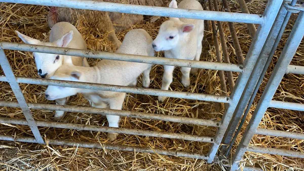 Pet lambs