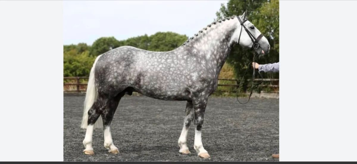 Draught horses wanted