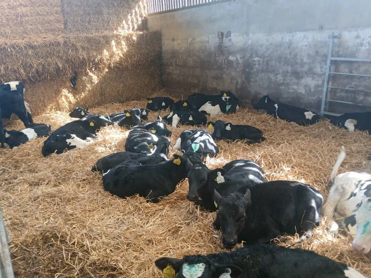 Heifer calves - Image 1
