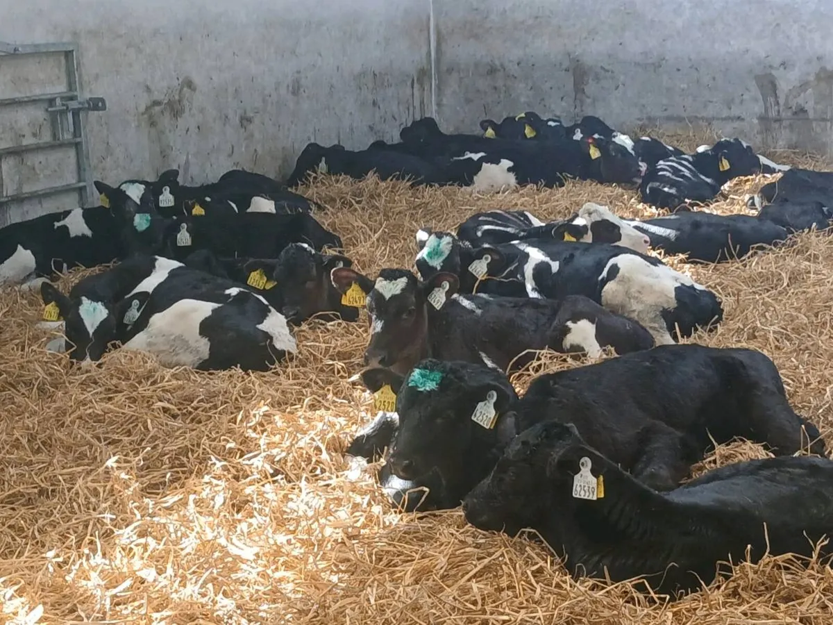 Heifer calves - Image 2