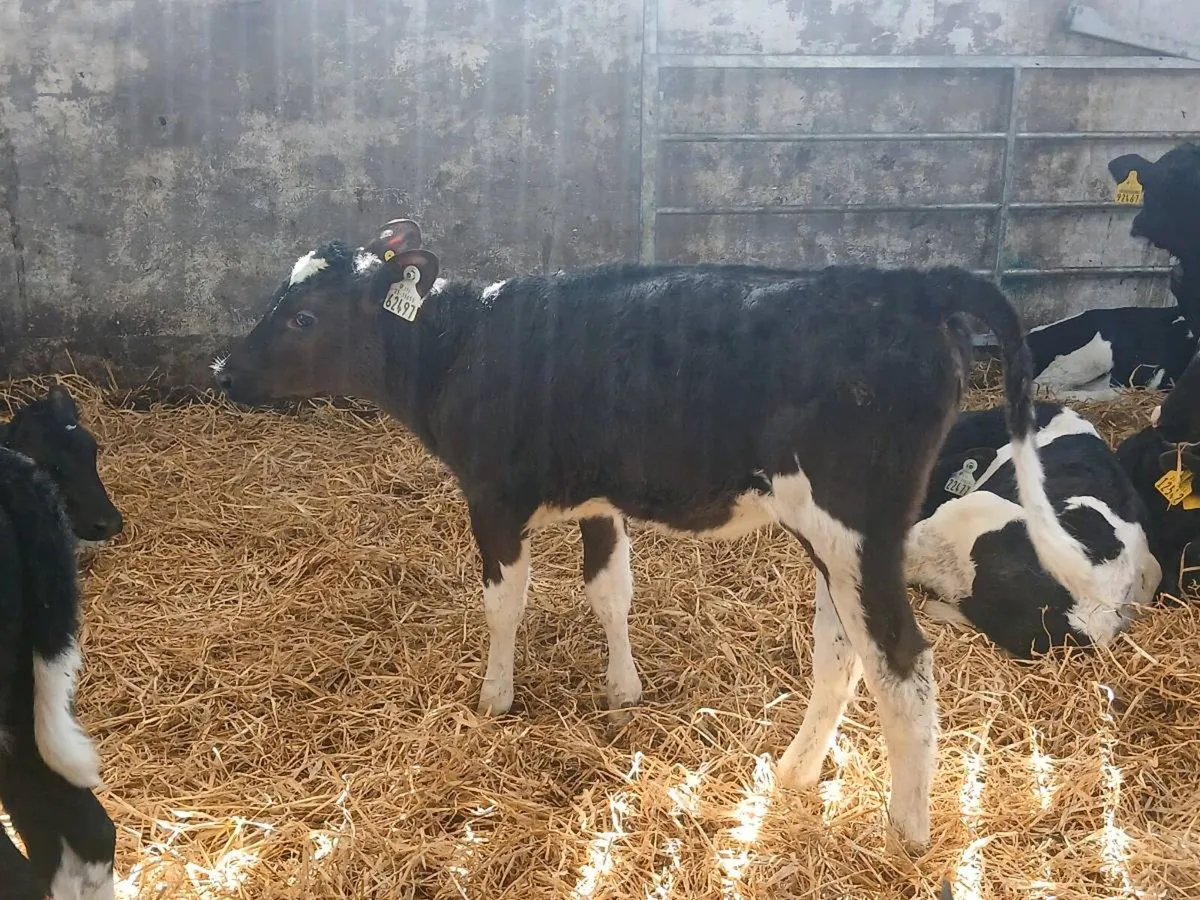 Heifer calves - Image 3