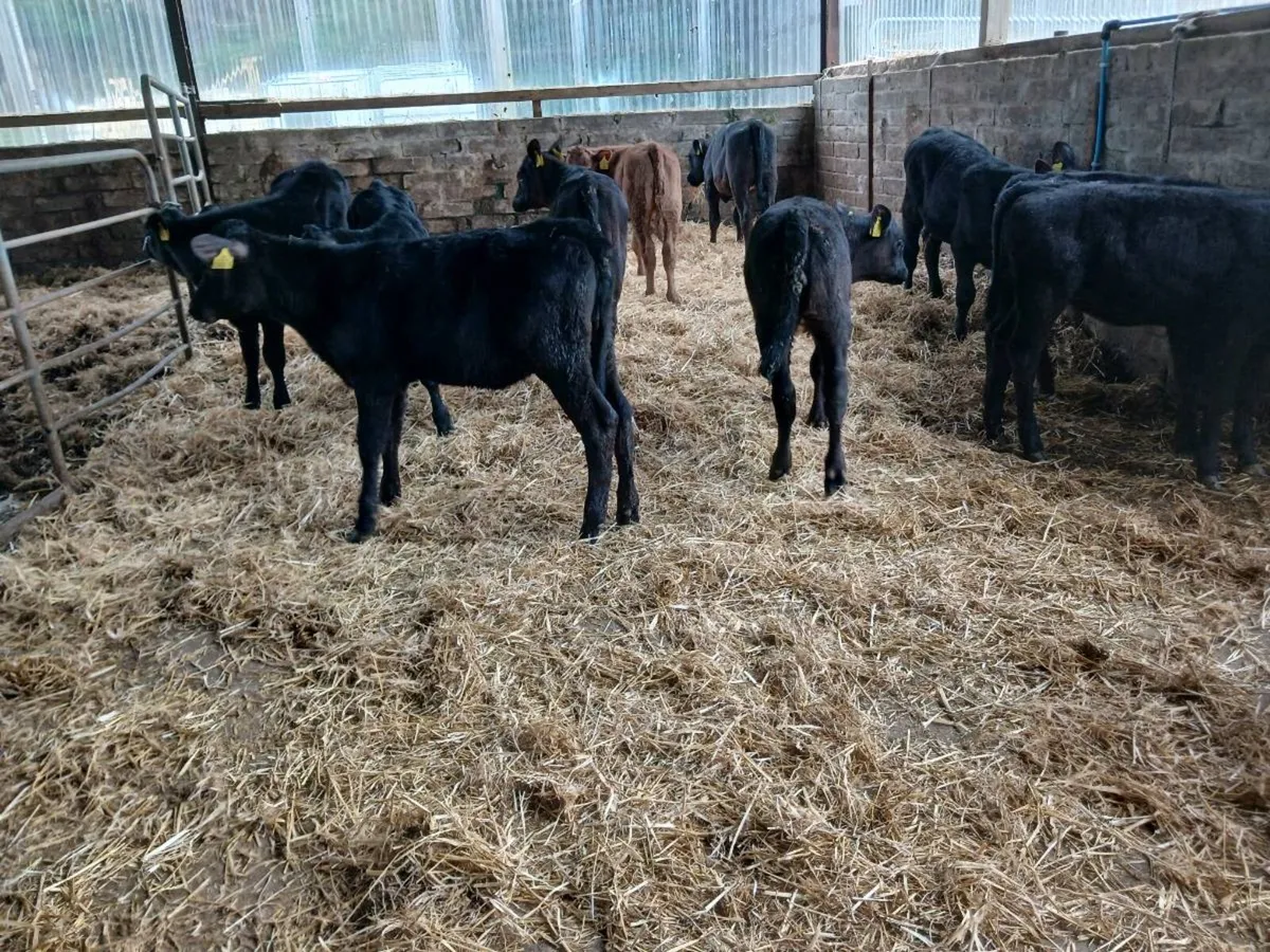 12 AA weaned heifer's - Image 1