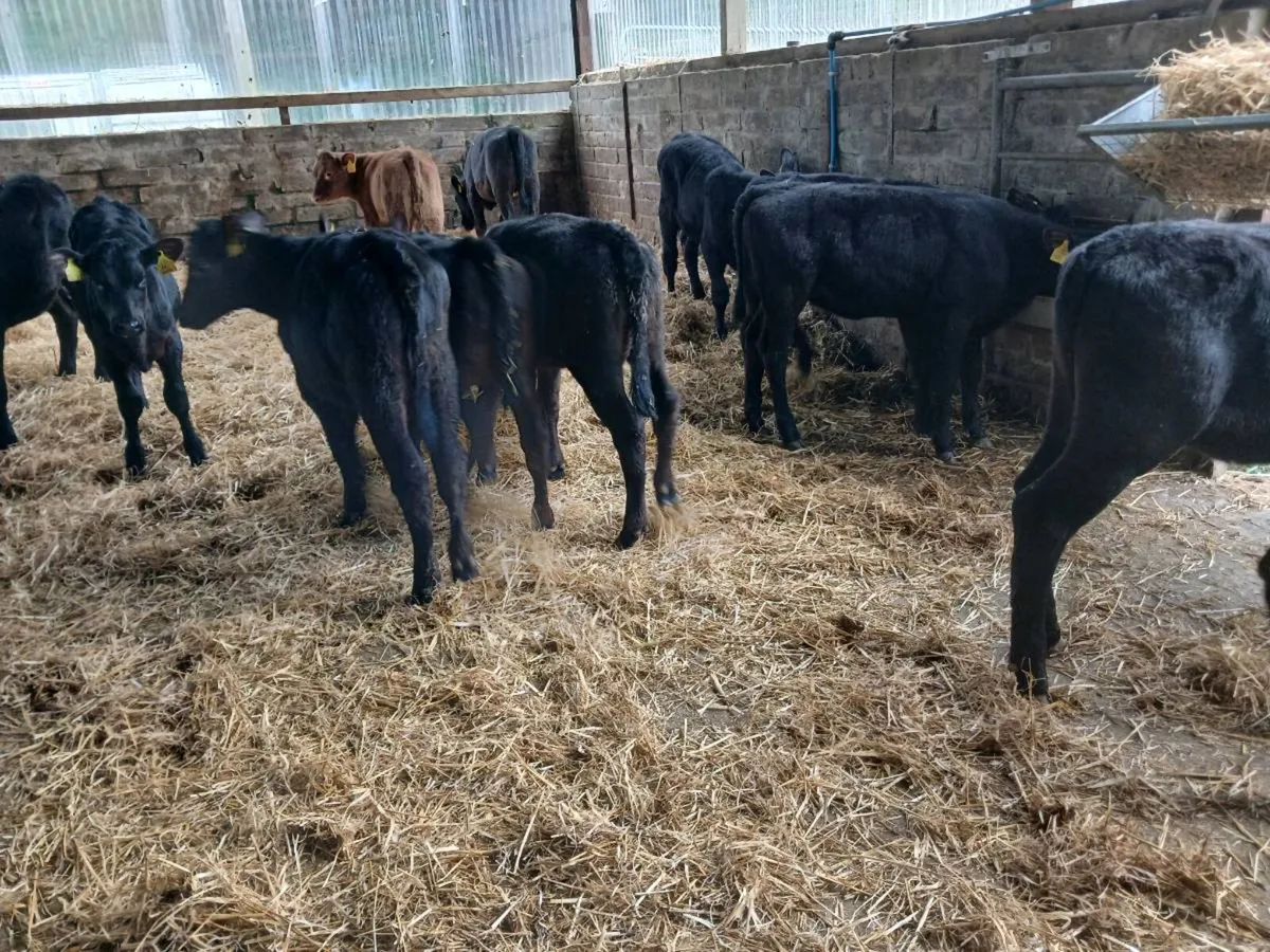 12 AA weaned heifer's - Image 2