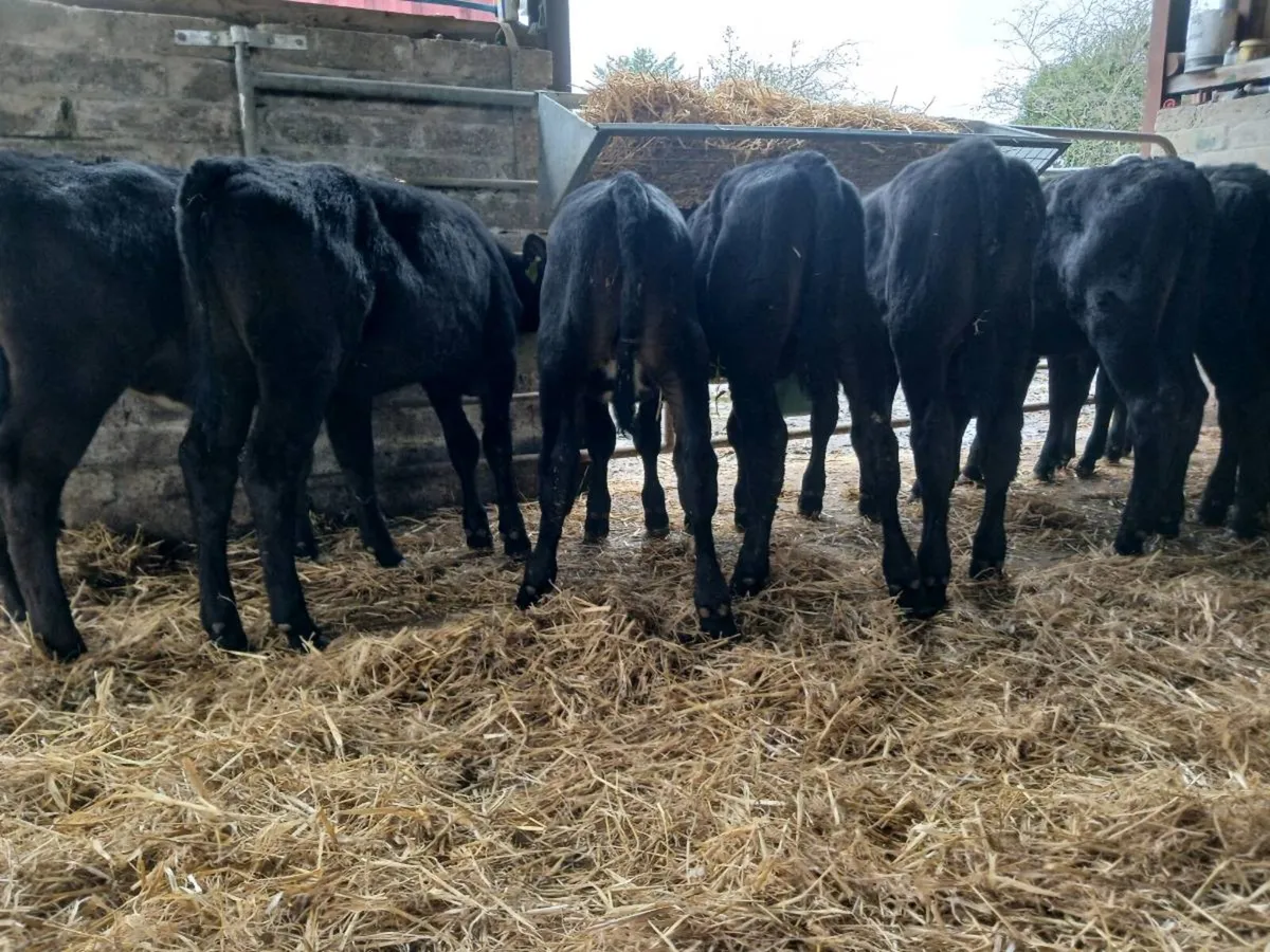 12 AA weaned heifer's - Image 3