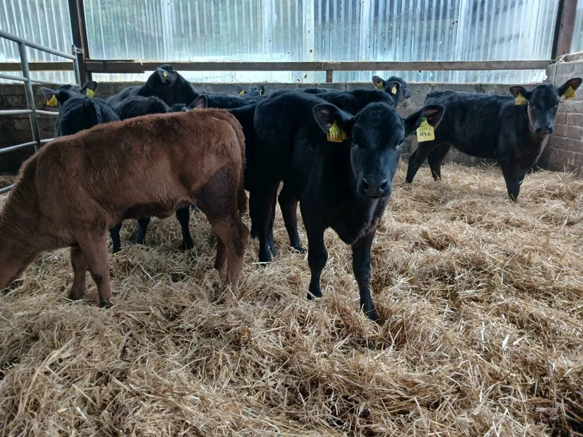 12 AA weaned heifer's - Image 4