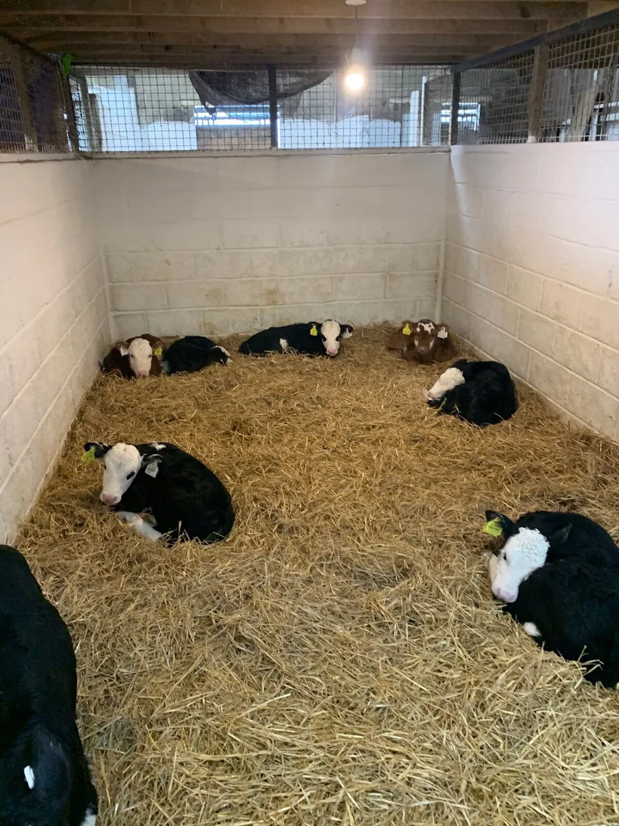 Calves - Image 1
