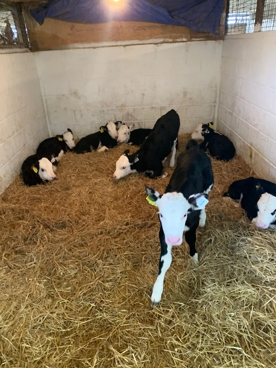 Calves - Image 2