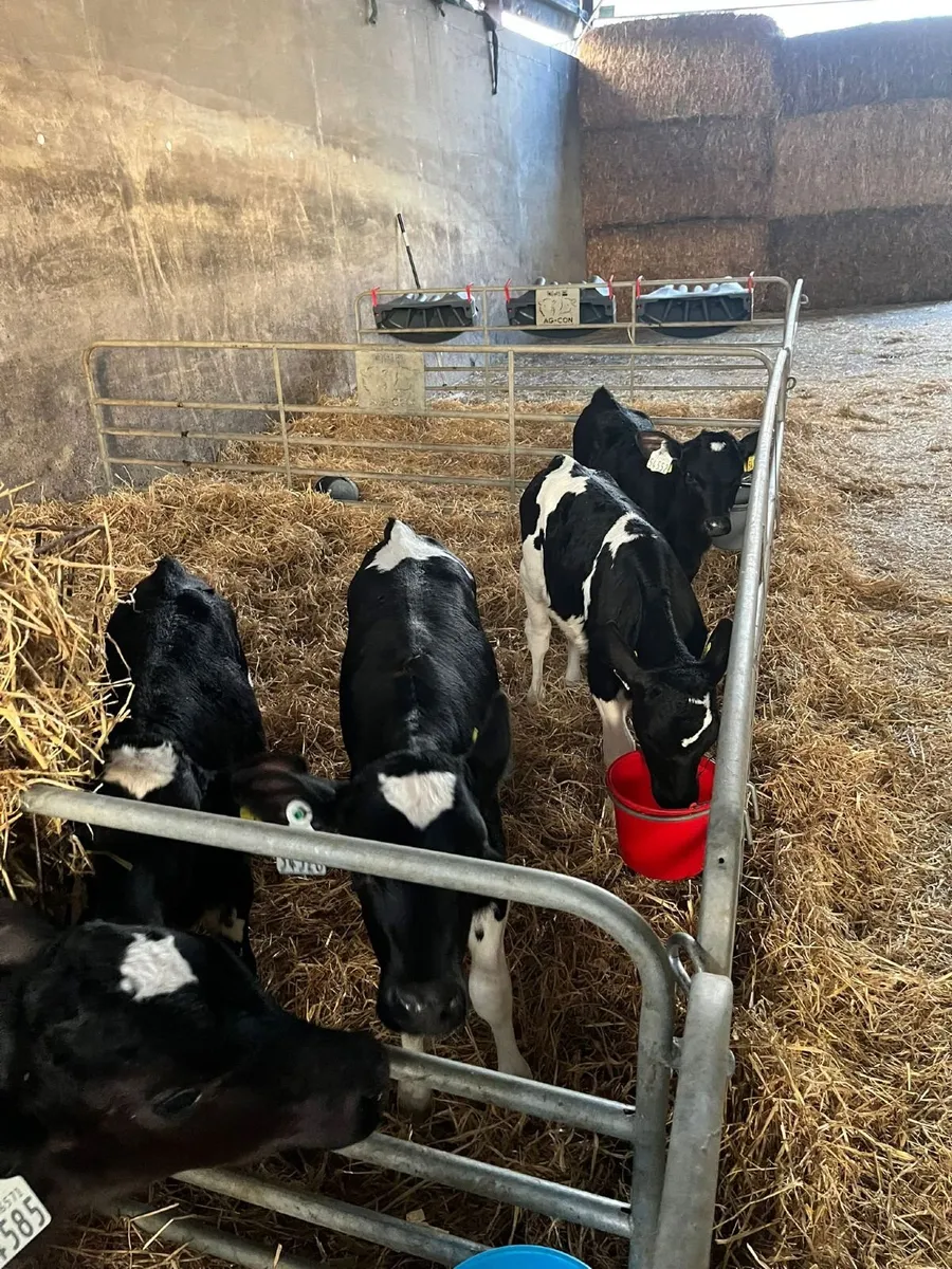 Heifer Calves - Image 1
