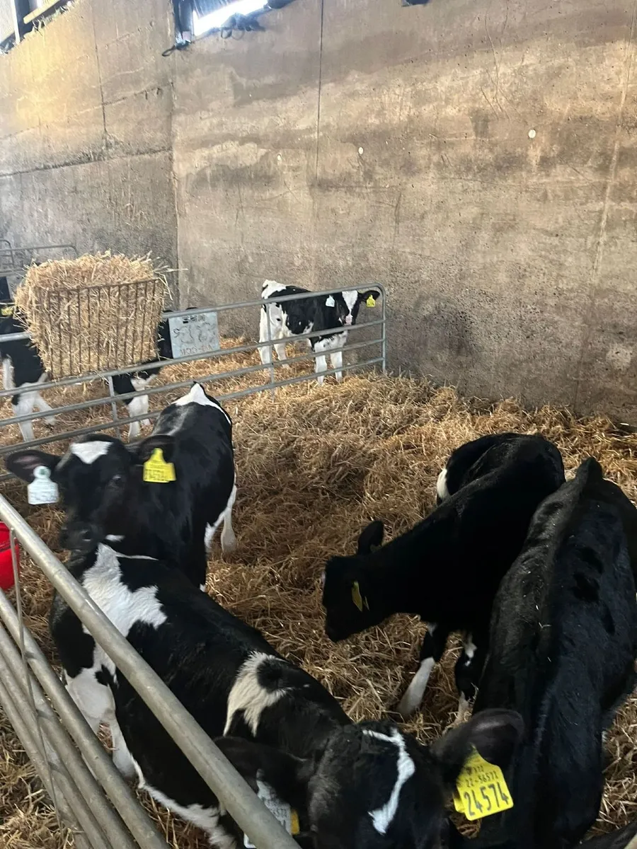 Heifer Calves - Image 2